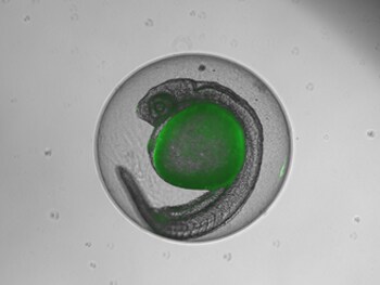 受精后24小时的转基因荧光斑马鱼(Fli1增强型绿色荧光蛋白),包含绒毛膜 受精后24小时的转基因荧光斑马鱼(Fli1增强型绿色荧光蛋白),包含绒毛膜