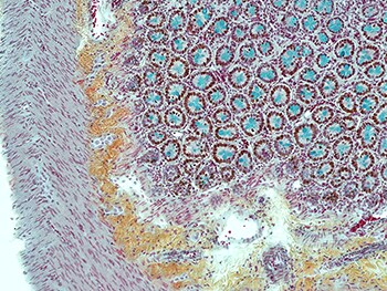 经福尔马林固定石蜡包埋(FFPE)的8 um大鼠肠切片用Movat五色套染后显示的细胞增殖情况(EdU标记) 经福尔马林固定石蜡包埋(FFPE)的8 um大鼠肠切片用Movat五色套染后显示的细胞增殖情况(EdU标记)