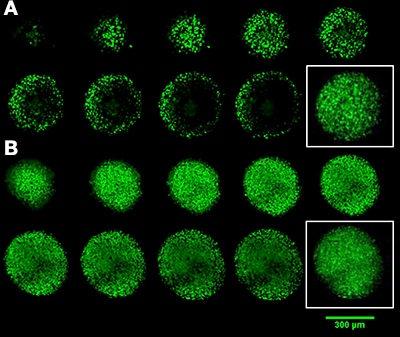 CytoVista 3D 细胞培养透明化/染色试剂盒 CytoVista 3D 细胞培养透明化/染色试剂盒