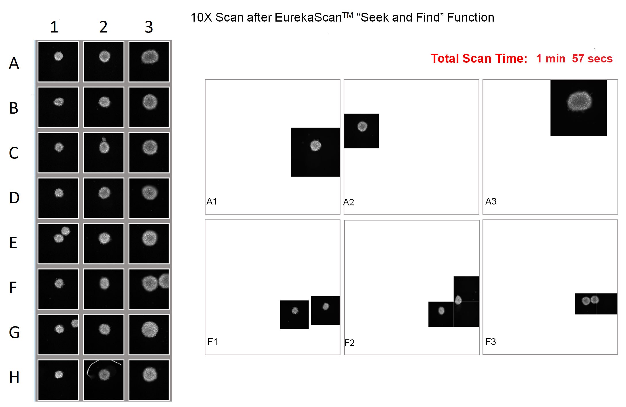 10X Scans with EurekaScan 10X Scan of DAPI stained human IPS spheroids using EurekaScan feature of HCS Studio software and using CellInsight CX7 LZR platform significantly lowers scan time and saves time and efforts