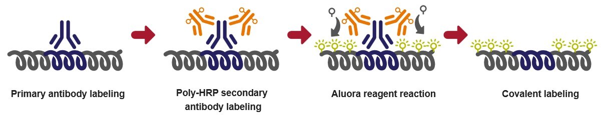 Aluora 空间放大工作流程的图像 Aluora 空间放大工作流程的图像