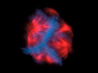 链霉亲和素——用于成像的信号放大 链霉亲和素——用于成像的信号放大