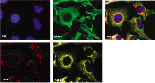 使用 ViewRNA 细胞检测法进行高含量化合物筛选的多重分析 使用 ViewRNA 细胞检测法进行高含量化合物筛选的多重分析
