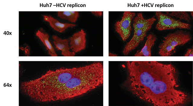 使用 View RNA 检测法复用 Huh7 细胞中的病毒 RNA 和 mRNA 使用 View RNA 检测法复用 Huh7 细胞中的病毒 RNA 和 mRNA