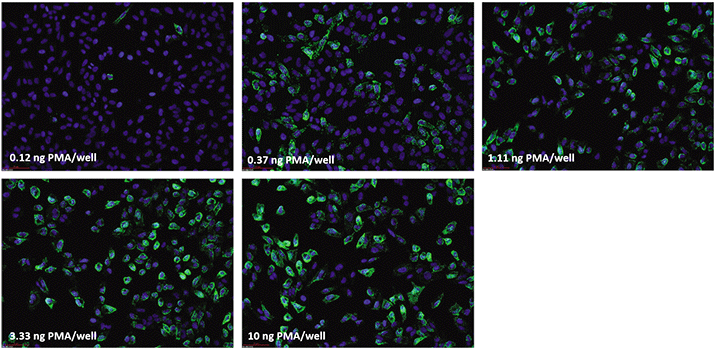 使用 ViewRNA 细胞检测法对培养细胞进行可视化和定量,以进行高含量筛选 使用 ViewRNA 细胞检测法对培养细胞进行可视化和定量,以进行高含量筛选