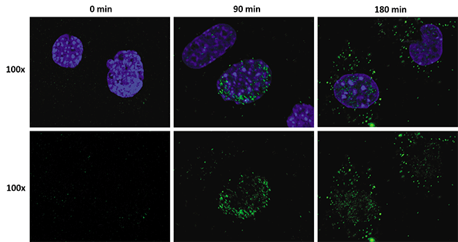使用 ViewRNA ISH 细胞检测法检测细胞中的甲型 H1N1 流感 RNA 使用 ViewRNA ISH 细胞检测法检测细胞中的甲型 H1N1 流感 RNA