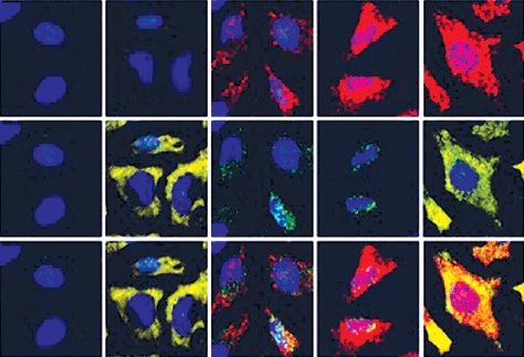 使用 ViewRNA 细胞检测法对 miRNA 和 mRNA 表达水平进行多重分析。 使用 ViewRNA 细胞检测法对 miRNA 和 mRNA 表达水平进行多重分析。