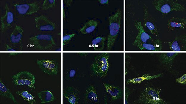 使用 ViewRNA ISH 细胞检测法在单细胞水平上检测基因表达的时间过程 使用 ViewRNA ISH 细胞检测法在单细胞水平上检测基因表达的时间过程