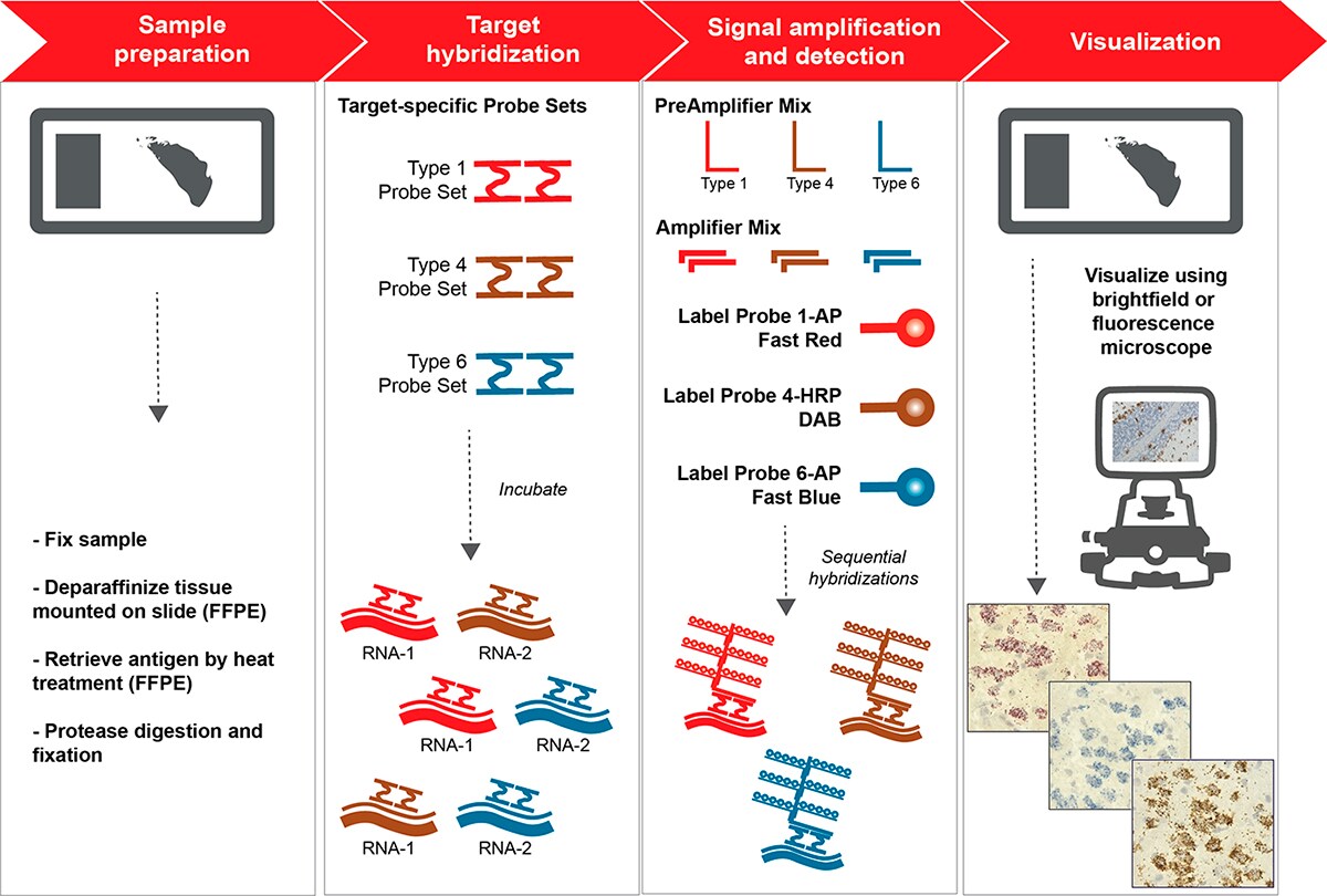 ViewRNA ISH 组织检测工作流程信息图 ViewRNA ISH 组织检测工作流程信息图