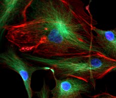 Simplified Automated Imaging Simplified Automated Imaging