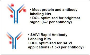 用于动物体内成像的抗体需要严格控制荧光染料的标记程度 用于动物体内成像的抗体需要严格控制荧光染料的标记程度