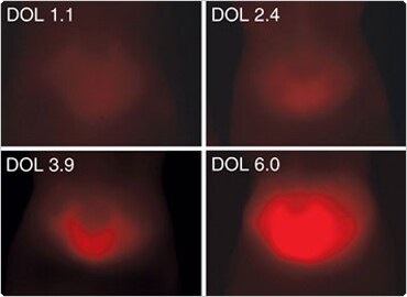 针对小鼠结肠癌异种移植物的抗CEA抗体显示荧光抗体的最佳DOL为2.4,同时限制了肝脏中的强度,如同CRi Maestro 体内成像系统的成像 针对小鼠结肠癌异种移植物的抗CEA抗体显示荧光抗体的最佳DOL为2.4,同时限制了肝脏中的强度,如同CRi Maestro 体内成像系统的成像