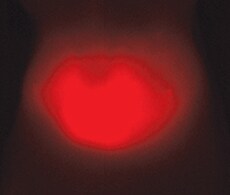 小动物体内成像抗体标记 小动物体内成像抗体标记