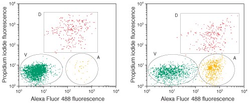 Annexin V Alexa Fluor 488 试剂 Annexin V Alexa Fluor 488 试剂