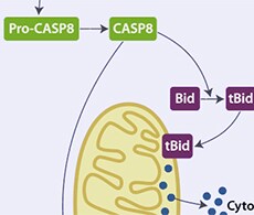 Caspase Assays for Flow Cytometry Caspase Assays for Flow Cytometry