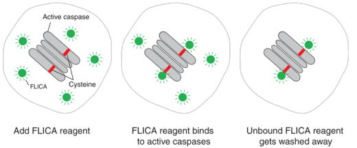 检测凋亡细胞中的活性caspase 检测凋亡细胞中的活性caspase