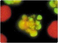 showcase.par.99683.image.0.0.1 流式细胞术细胞核凋亡分析