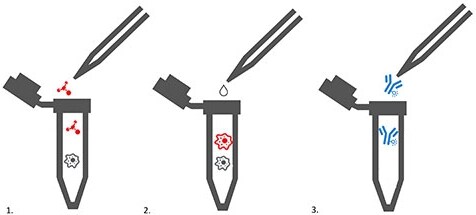细胞染色多步骤图 细胞染色多步骤图