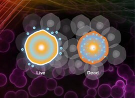 LIVE/DEAD流式细胞活性检测试剂盒-细胞活性染料-赛默飞 | Thermo Fisher Scientific - CN