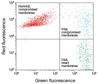 混有活细胞或酒精灭活细胞的酵母样品分析 混有活细胞或酒精灭活细胞的酵母样品分析