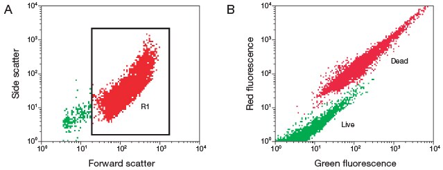 采用 LIVE/DEAD FungaLight 酵母活力检测试剂盒染色的酵母细胞悬浮液 采用 LIVE/DEAD FungaLight 酵母活力检测试剂盒染色的酵母细胞悬浮液