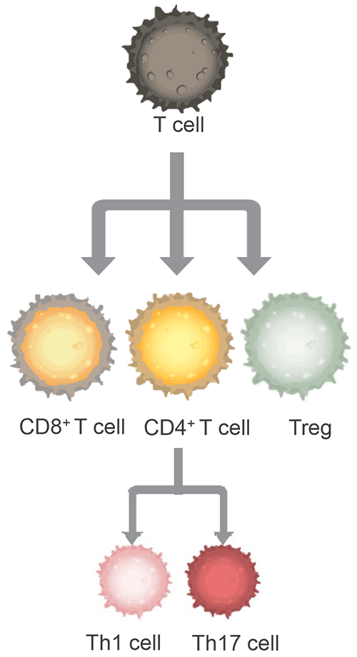 经验证的抗体流式检测组合 经验证的抗体流式检测组合