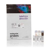 CellEvent Caspace3/7的产品图片 3个CellEvent Caspace3/7管和一包的产品图片