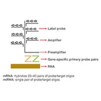 RNA PrimeFlow检测背后的技术 连接到bDNA和荧光探针的RNA示意图