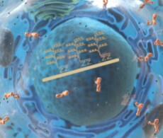 利用流式细胞术进行RNA测定RNA 利用流式细胞术进行RNA检测