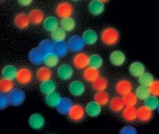 校准和大小对照微球 微球照片