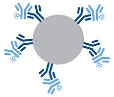 Compensation bead Graphic art showing a compensation bead bound to flow cytometry antibodies