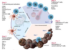 cancer immunity cycle schematic showing multistep anti-tumor responses cancer immunity cycle schematic showing multistep anti-tumor responses