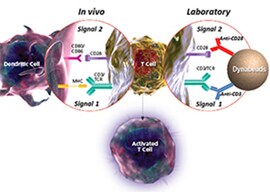 Cell Isolation, Expansion and Differentiation Information schematic of t cell activation with CD3/CD28 Dynabeads