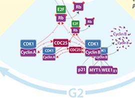 Cell cycle information schematic diagram of G2 phase protein pathway