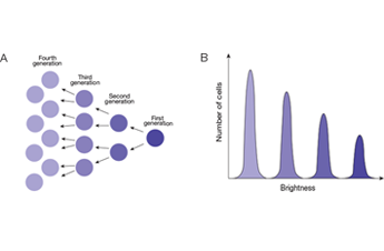 BioProbes article illustration depicting first through fourth generations of cells dividing and histogram of flow cytometry data showing fluorescence brightness decreasing by half after each division