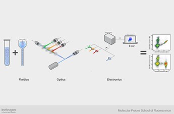 Guided learning schematic of the different components of a flow cytometer
