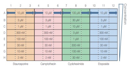 late setup showing triplicate treatments with four drugs at various concentrations late setup showing triplicate treatments with four drugs at various concentrations