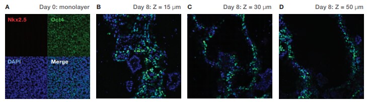 Confocal images of hPSCs prior to differentiation (A) and 8 days after induction (B–D) of cardiomyocyte differentiation Confocal images of hPSCs prior to differentiation (A) and 8 days after induction (B–D) of cardiomyocyte differentiation