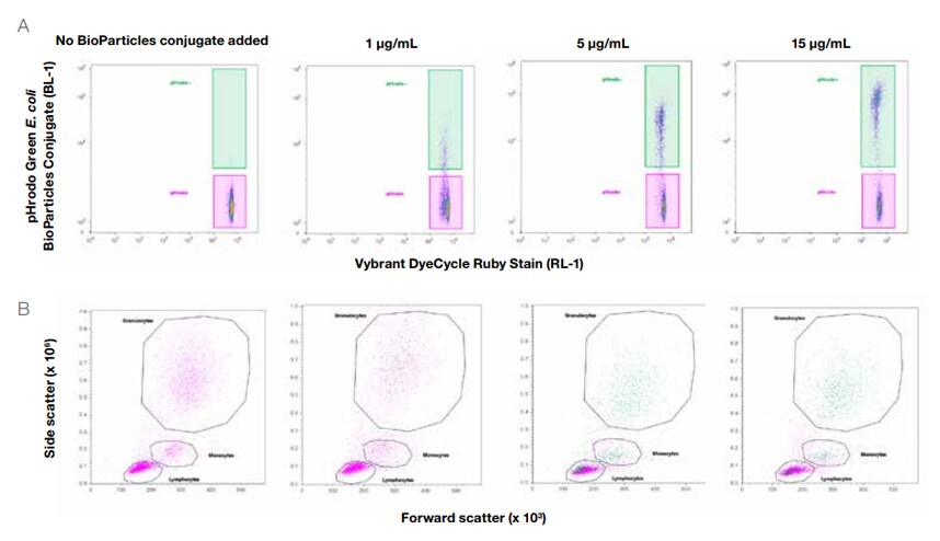 bioparticles-conjugate bioparticles-conjugate