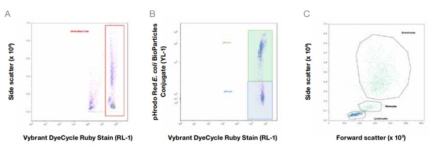 No-Wash, No-Lyse Detection of Phagocytic Cells Via a pHrodo ...