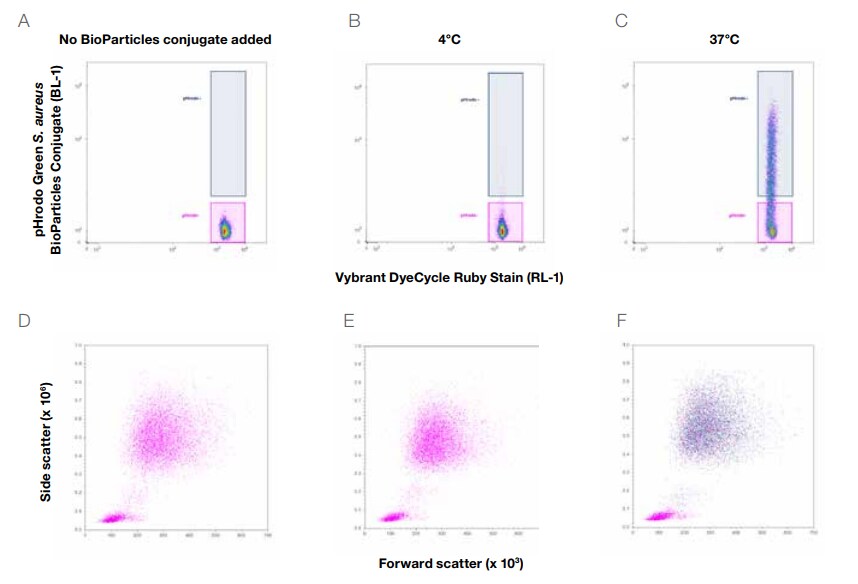 A no-wash, no-lyse assay for identifying phagocytes in whole human blood on the Attune NxT Flow Cytometer A no-wash, no-lyse assay for identifying phagocytes in whole human blood on the Attune NxT Flow Cytometer