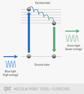 荧光信号 荧光信号