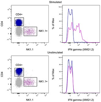 在CD4+ T 细胞和 NK 细胞亚群中检测 IFN-γ 的表达 在CD4+ T 细胞和 NK 细胞亚群中检测 IFN-γ 的表达