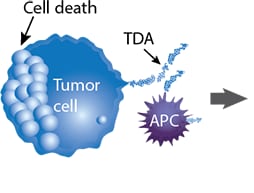 肿瘤细胞发生突变导致肿瘤来源抗原(TDAs)的形成 肿瘤细胞发生突变导致肿瘤来源抗原(TDAs)的形成
