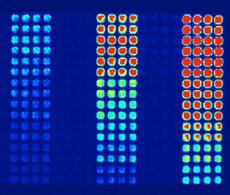 sho-microplate-assays-9 微孔板试剂盒检测半胱天冬酶活性