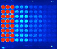 微孔板法检测细胞增殖 微孔板法检测细胞增殖