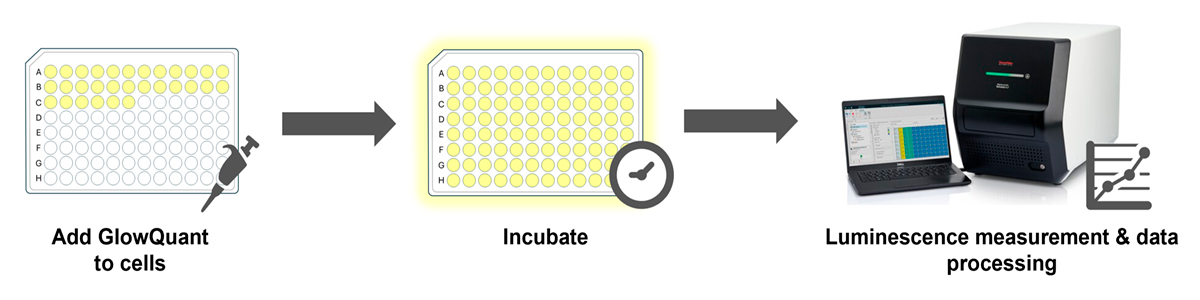 GlowQuant Assay overview diagram of 3 assay steps