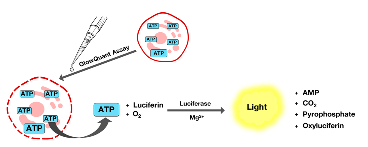Simplified GlowQuant ATP reaction scheme reaction schematic of ATP assay