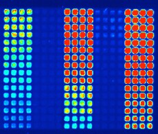 Microplate Assays for Protein Quantitation Microplate Assays for Protein Quantitation