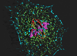 multicolor stained cell skin fibroblast cell with labeled ATP synthase (green), alpha-tubulin (red), and cdc6 peptide (pink)